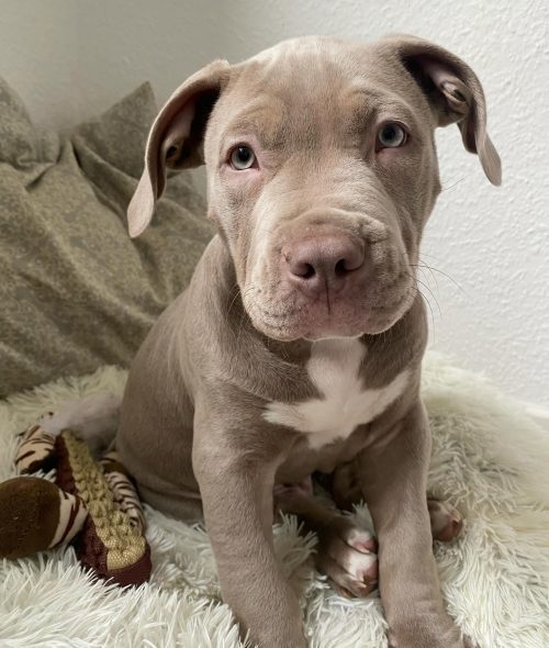 americanbully.nero_1706999630_3294874165037822772_49593911928 americanbully.nero_1706999630_3294874165037822772_49593911928