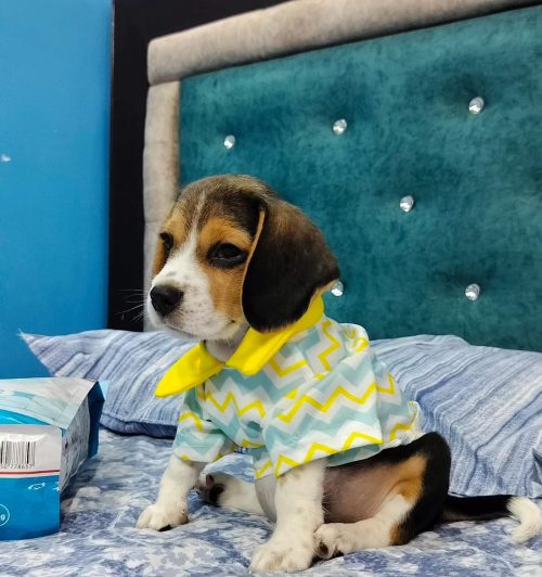 __leo__puppy___1692015711_3169179942586812915_60926488532 __leo__puppy___1692015711_3169179942586812915_60926488532