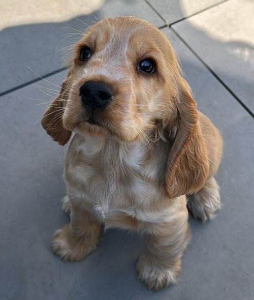 lora.pawsitive.vibes_1713937338_3353071879459503535_64007694579 lora.pawsitive.vibes_1713937338_3353071879459503535_64007694579
