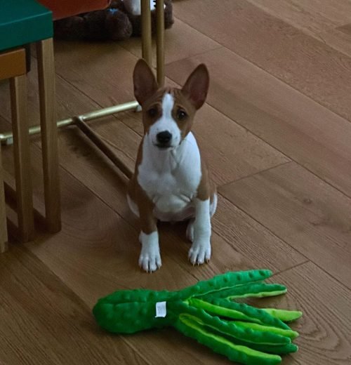 ollie_basenji_1718484196_3391213690247199936_67466659716 ollie_basenji_1718484196_3391213690247199936_67466659716