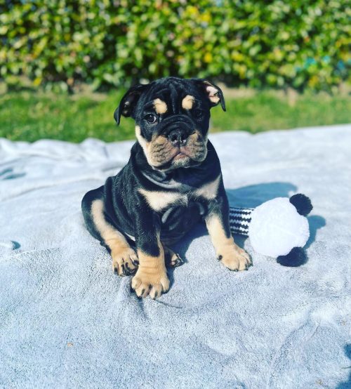 pablo_the_englishbulldog_1647968799_2799687663629646257_52405276549 pablo_the_englishbulldog_1647968799_2799687663629646257_52405276549