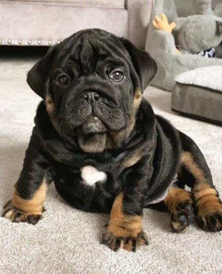 ralphspencer_englishbulldog_1616323799_2534230167311357327_46455372144 ralphspencer_englishbulldog_1616323799_2534230167311357327_46455372144