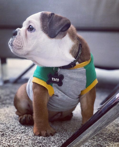 taco.the.englishbulldog_1594403130_2350346268793769293_38304163975 taco.the.englishbulldog_1594403130_2350346268793769293_38304163975
