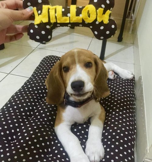 willow_beagle_1474726618_1346426921215315362_3604935077 willow_beagle_1474726618_1346426921215315362_3604935077